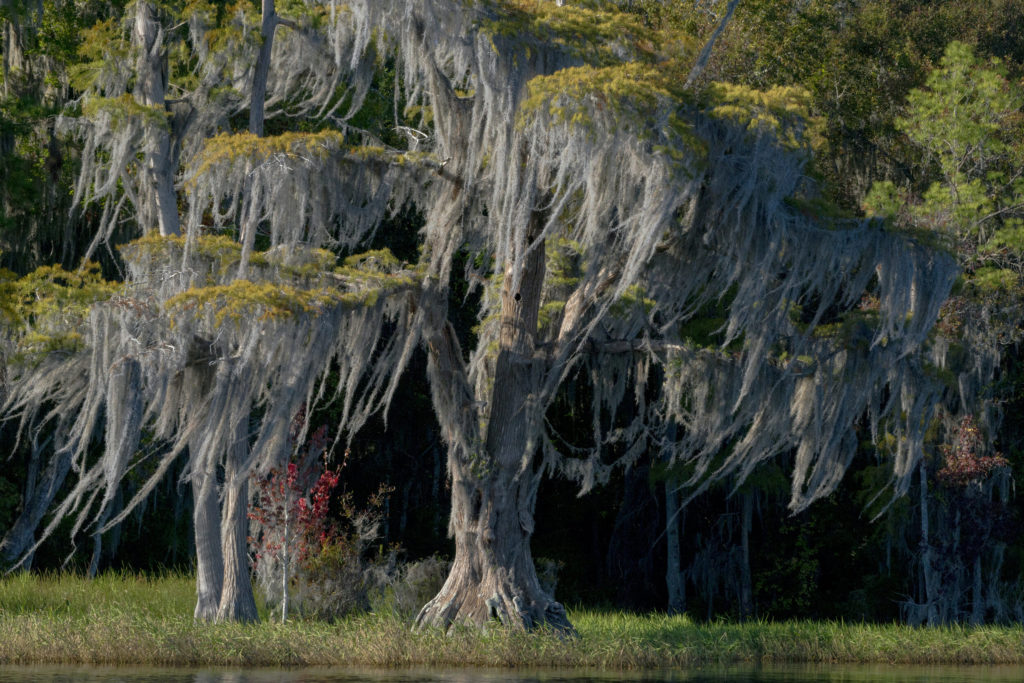 Usa, Florida, Pond Cyprus (taxodium Ascendens) And Spanish Moss (tillandsia Usneoides) In Swamp.
