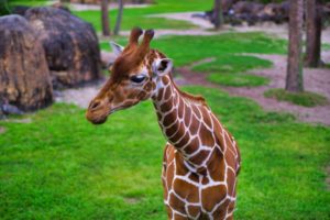 Giraffe In Jacksonville Zoo